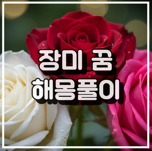 다채로운 장미가 알려주는 사랑, 매력, 애정, 질투의 꿈 풀이 썸네일