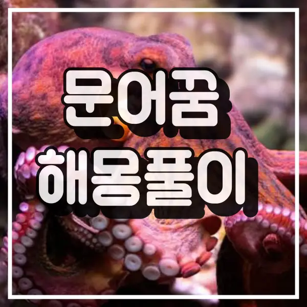 문어꿈 해몽 정리 썸네일