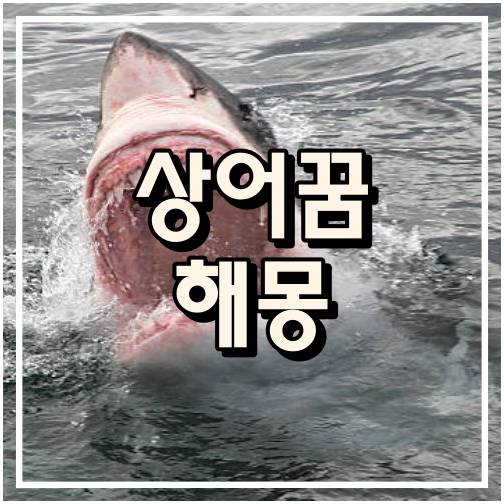 상어 꿈 해몽풀이 썸네일