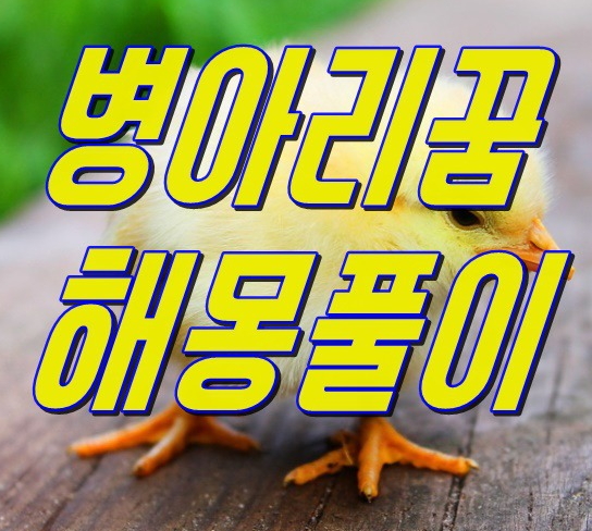 병아리 꿈 해몽정보 썸네일